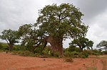 Adansonia digitata Kibuezi to Kitui Kenya 2014_0229.jpg